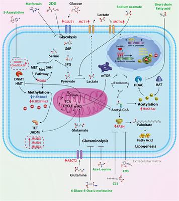 Aberrant Metabolism as Inductor of Epigenetic Changes in Breast Cancer: Therapeutic Opportunities